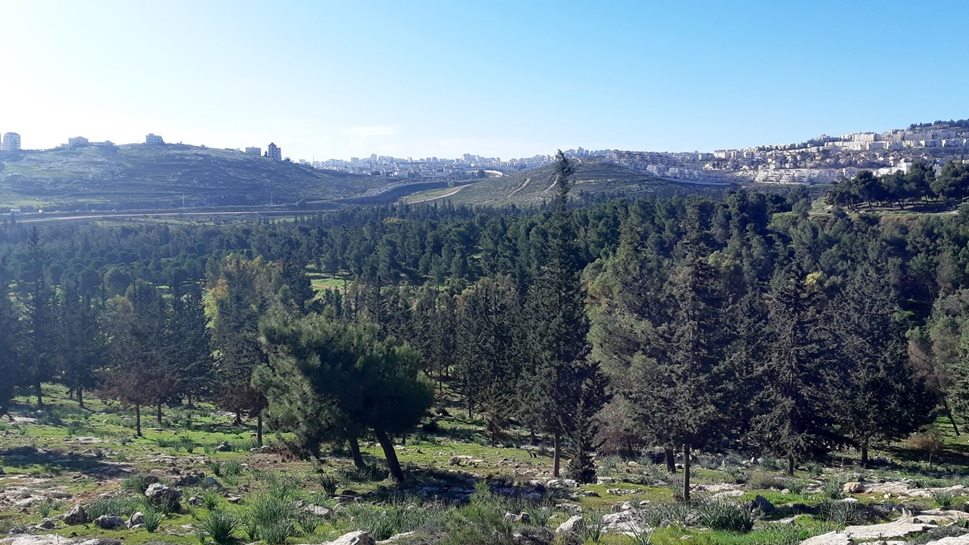 יער אורנים ירוק ליד שכונת מגורים